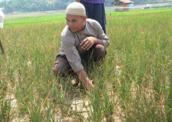 Pemdakab Bogor Tangani Dampak Kekeringan, Lewat Asuransi Usaha Tani Padi