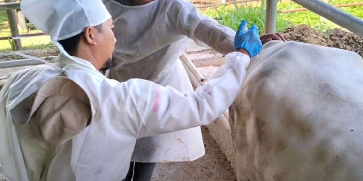 DKPP Jabar Ambil Langkah Cepat Atasi Kasus PMK